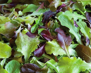 Gourmet Mixed Salad Greens
