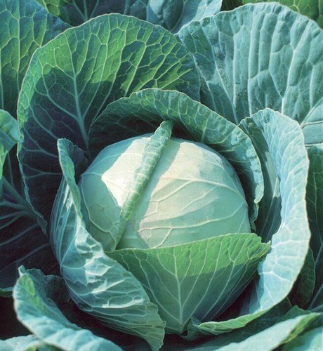 Cabbage - green