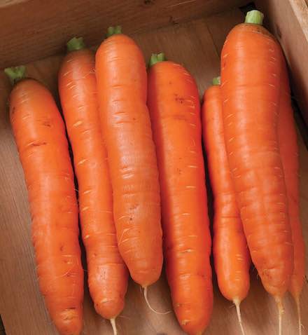 Carrots - medium bolero