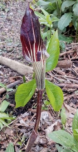 Arisema triphylum - Jack in the Pulpit