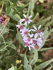 Aster, S cordifolium - Heart leafed aster