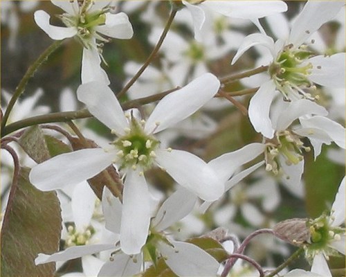 Amelanchier canadensis, Serviceberry