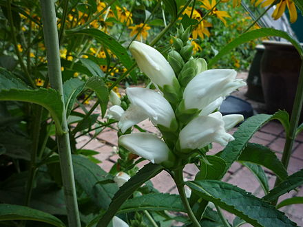 Chelone glabra - White turtlehead