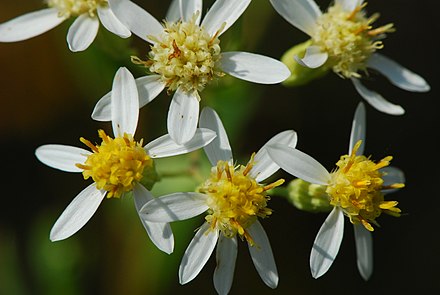 Aster, Doellingeria umbellata, Parasol whitetop