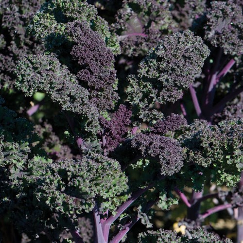 Kale - purple