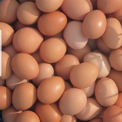 CSA Add On:  Free Range Eggs