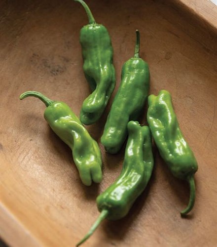 Peppers:  shishito