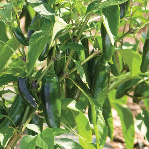 Pepper - heatless jalapenos