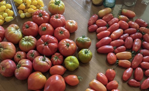 Tomatoes -assorted