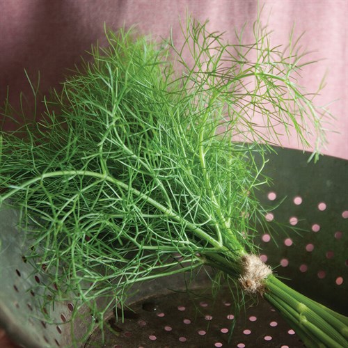 Fennel - delicious fennel fronds