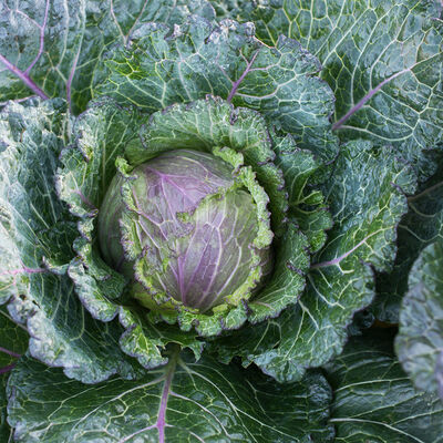 Cabbage - red